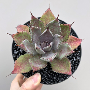 植物员外 龙舌兰阳台庭院绿植多肉组合盆栽 厚叶血雨一物一拍