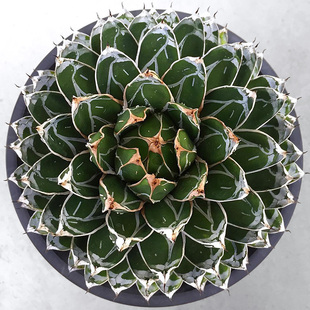 植物员外 短叶辉山原始种龙舌兰多肉盆栽 王妃笹之雪丸叶世之雪