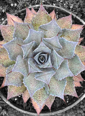 植物员外 海绵漆画Mangave Sponge Paint一物一拍 血雨系龙舌兰