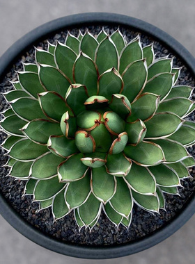 植物员外 雪岭Agave formosa一物一拍 稀有白边龙舌兰绿植盆栽