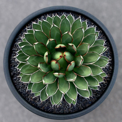 植物员外 雪岭Agave formosa一物一拍 稀有白边龙舌兰绿植盆栽