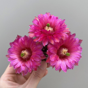 植物员外 鲜红虾一物一拍 鹿角柱美花虾属仙人球组合盆栽多肉