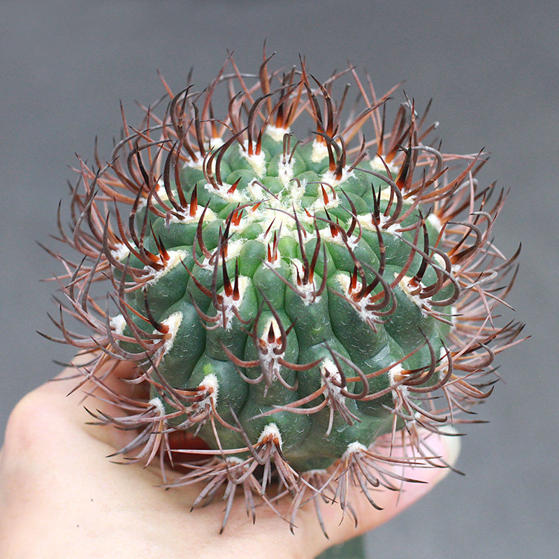 植物员外 逆豹丸pyrrhocactus bulbocalyx智力球属狂刺仙人球多肉