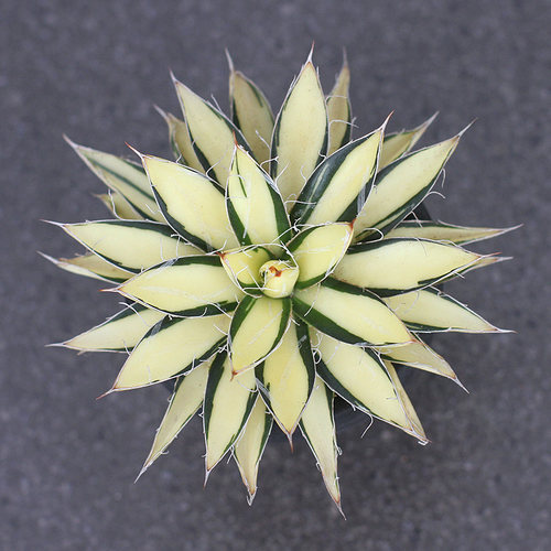 植物员外王妃乱雪盆栽龙舌兰