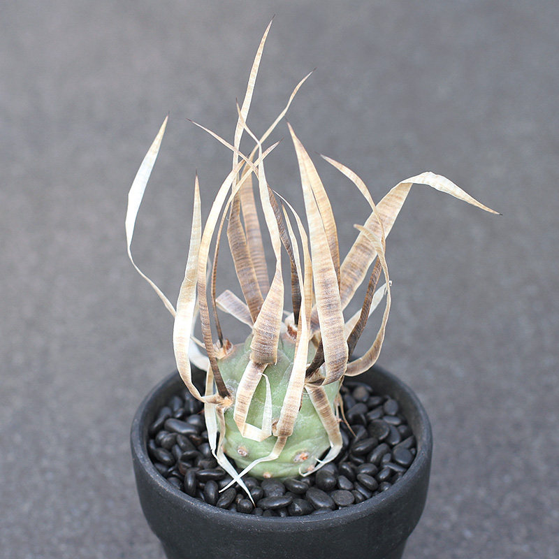 植物员外 优选狂刺纸刺武藏野 团扇仙人掌仙人球 沙生多肉植物