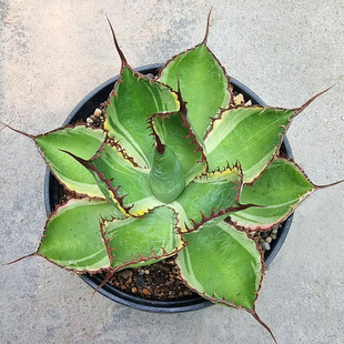 植物员外 牛角蕾丝锦一物一拍 仁王冠龙舌兰覆轮锦绿植组合盆栽