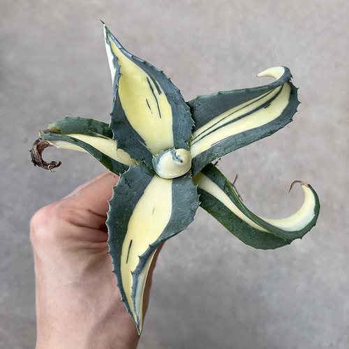 绿植黄中斑龙舌兰造景多肉植物