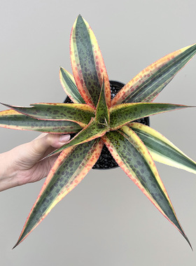 植物员外 万花筒锦Mangave Kaleidoscope 稀有血雨龙舌兰多肉盆栽