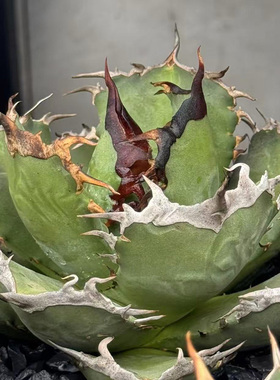 植物员外 阿修罗 Agave Titanota仁王冠系列龙舌兰 植物组合盆栽