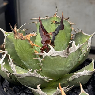 植物员外 阿修罗 Agave Titanota仁王冠系列龙舌兰 植物组合盆栽