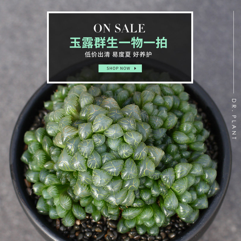 植物员外 玉露群生一物一拍 姬玉露雪花冰灯十二卷 室内多肉盆栽