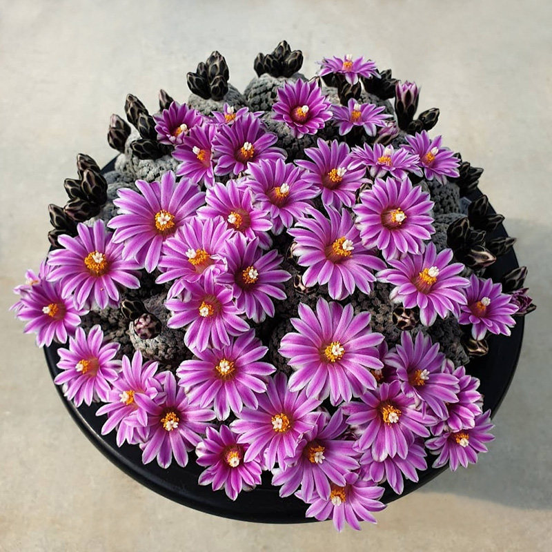 植物员外 蔷薇丸turbinicarpus valdezianus 娇丽玉属仙人球多肉