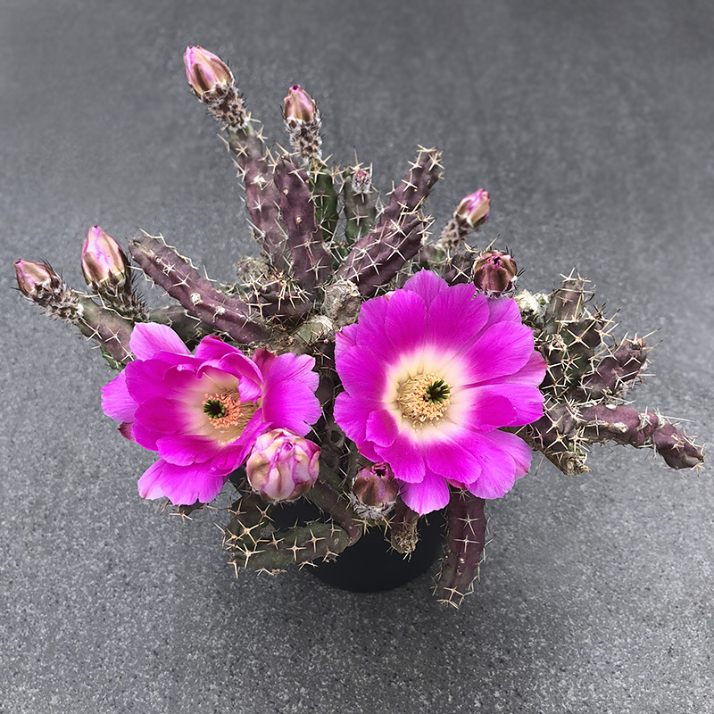 植物员外 红花美花角 白花美花角 鹿角柱属仙人球多肉植物盆栽
