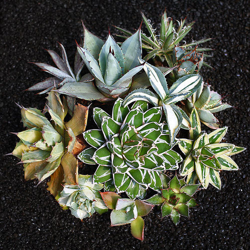 五色万代吉祥冠锦王妃雷神龙舌兰