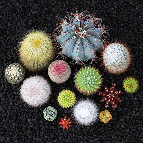 仙人球仙人掌多肉开花实生