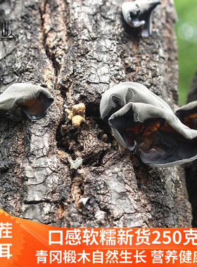 大巴山深山特级青冈椴木黑木耳自然生长无添加软糯250g通江特产