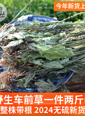 大巴山野生药材车前草干制2斤食用新鲜大袋装当年新货无硫正品