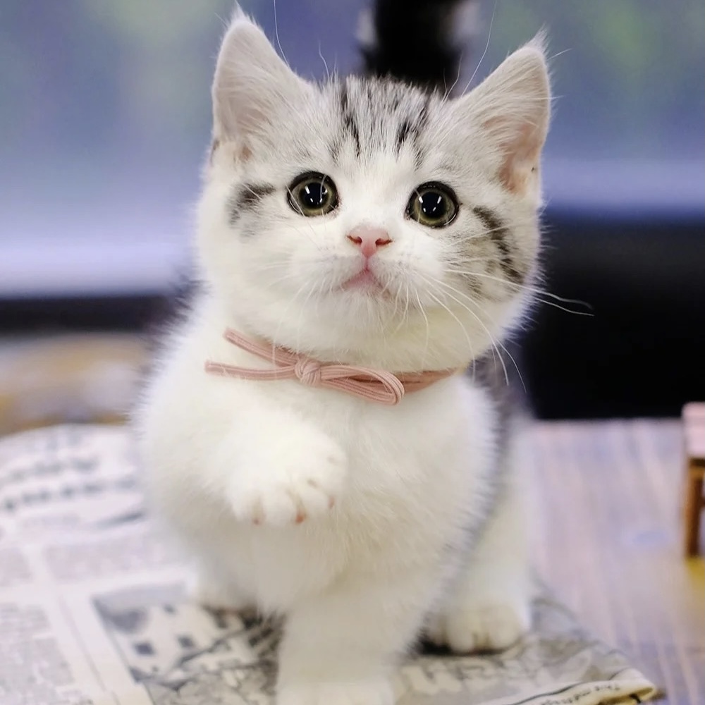 美短猫幼猫 美短加白虎斑猫 矮脚起司猫 美国短毛猫标斑上海猫舍