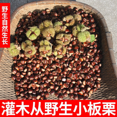 坏果包赔江西野生新鲜毛栗子