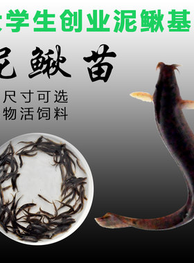 台湾泥鳅苗本地青鳅养殖淡水鱼苗