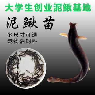台湾小泥鳅苗本地青鳅东北金鳅鲜活养殖水花筏钓淡水龙鱼乌龟活食