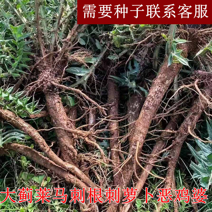 云南深山新鲜大蓟莱马刺根刺萝卜恶鸡婆大刺盖刺儿菜紫花鸡母刺头