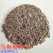 云南新鲜大蓟莱马刺根种子刺萝卜恶鸡婆大刺盖刺儿菜紫花鸡母刺头