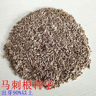 云南新鲜大蓟莱马刺根种子刺萝卜恶鸡婆大刺盖刺儿菜紫花鸡母刺头