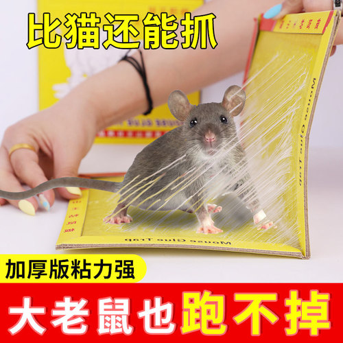 强力粘鼠板抓粘大老鼠贴沾胶笼灭捕鼠老鼠夹子强力正品家用一窝端 - 封面