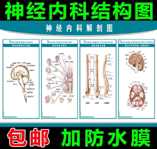 神经内科结构图及相关疾病医院大挂图人体经络穴位图中医养生海报