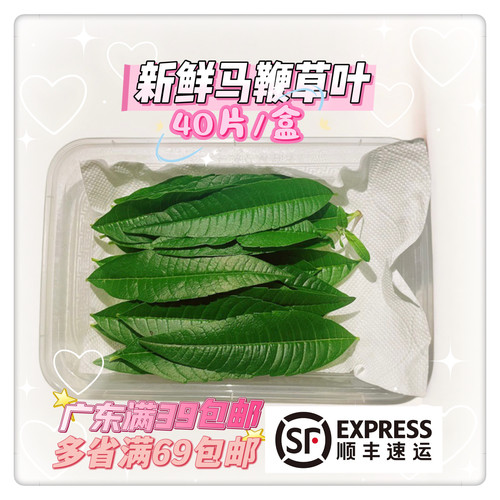 新鲜柠檬马鞭草 马鞭草叶 可食用西餐香料菜调料烹饪料理食材