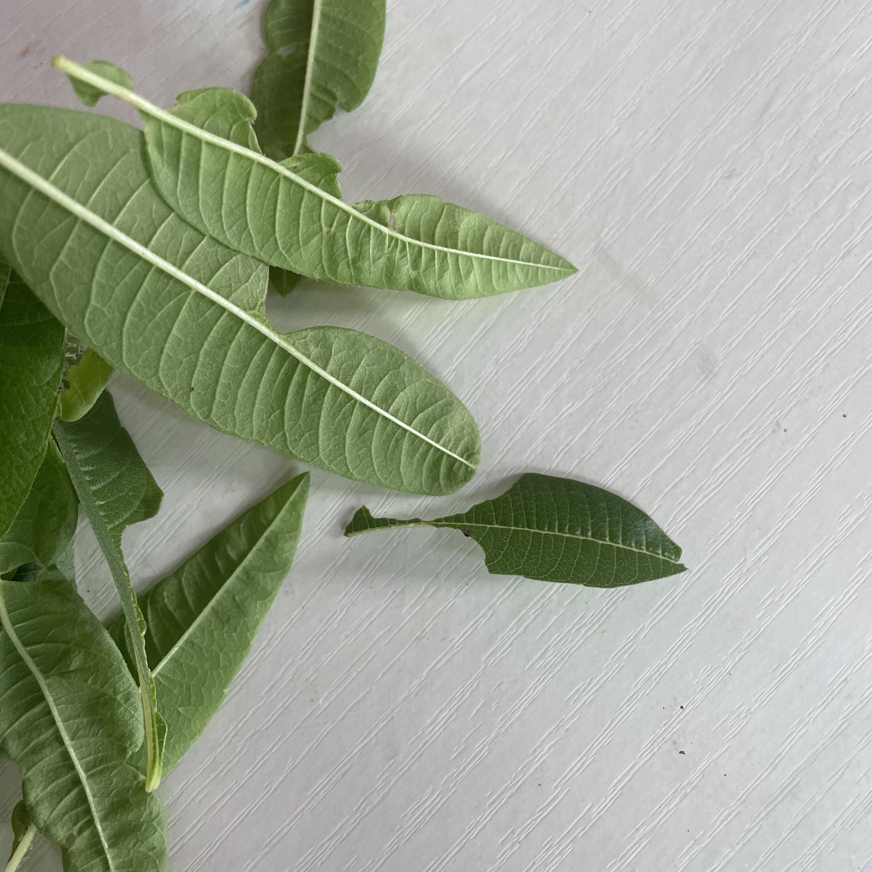 新鲜柠檬马鞭草 烂叶破叶打汁叶可食用西餐香料菜调料烹饪料理