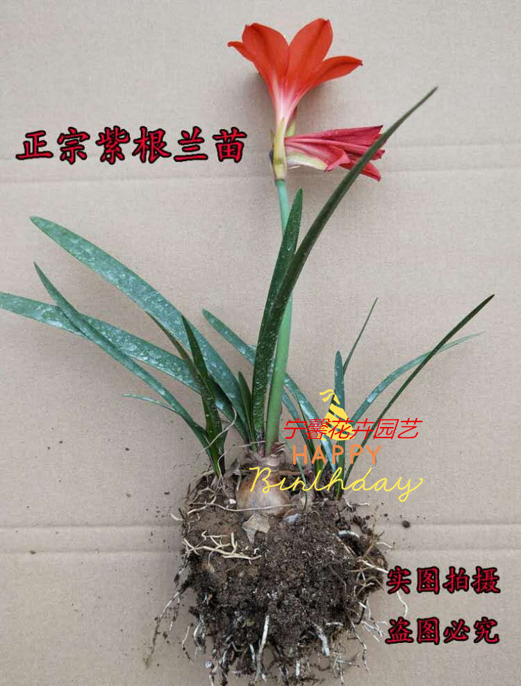 紫根兰花紫根兰开花种球乔治百合大球室内室外阳台庭院盆栽花卉