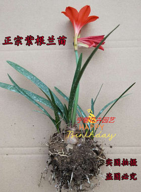 紫根种球百合室外阳台庭院兰花