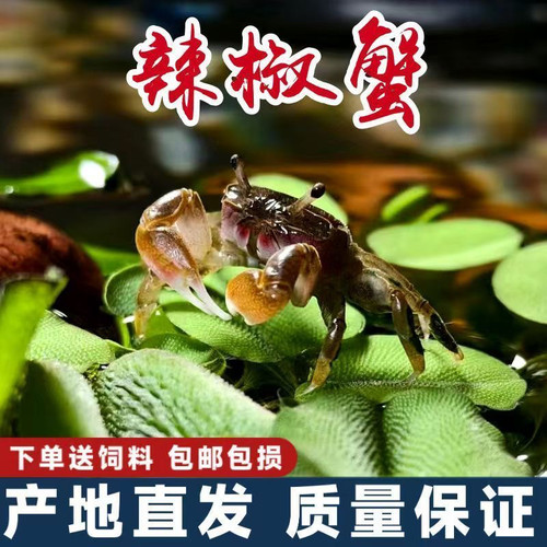 迷你蟹辣椒蟹水族清洁工观赏蟹