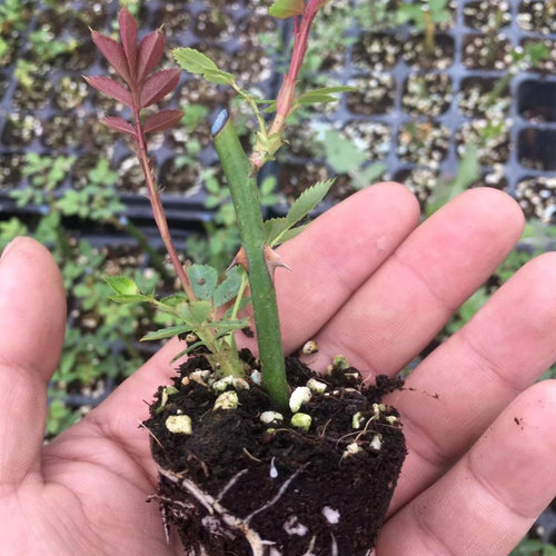 月季花苗多花勤花耐寒耐热