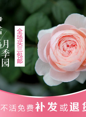 南阳伊诺月季园藤本美植袋中苗多季欧月好养浓香勤花丰花大花
