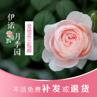 南阳伊诺月季园藤本美植袋中苗多季欧月好养浓香勤花丰花大花