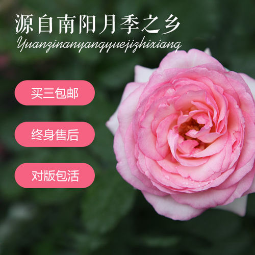 南阳月季灌木丰花大花多季节开花