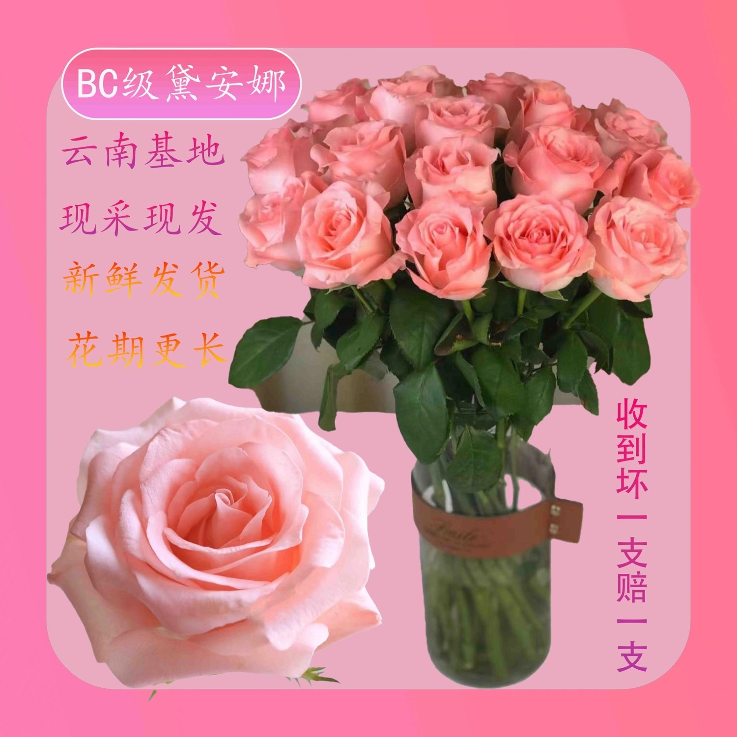 粉玫瑰黛安娜云南鲜花直发室内水养瓶插送人