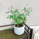 超微月季 须蕙姬室内茶桌书桌办公桌精致绿植盆栽