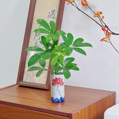 水培鸭掌木荷花盆办公桌茶桌茶台室内好养绿植盆栽花卉