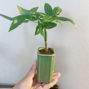单杆发财树桌面精致小盆景室内茶桌书桌办公桌绿植盆栽