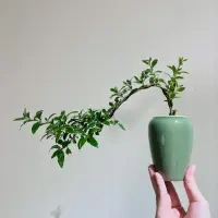 悬崖六月雪室内办公室绿植茶桌书桌办公桌精致摆件小盆栽好养花卉