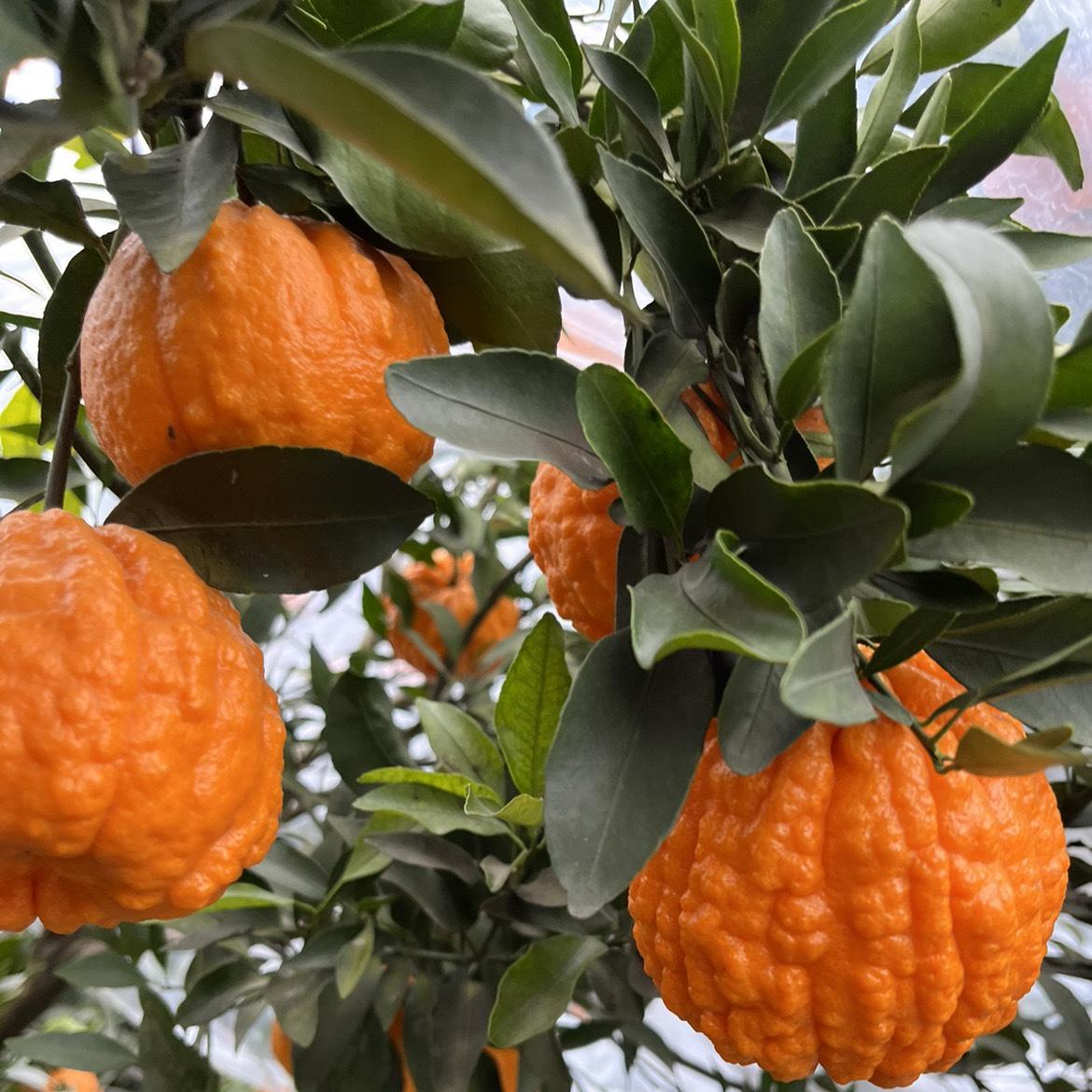 青神送人送礼好看柑橘