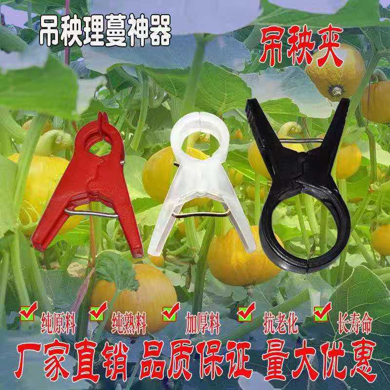 大棚黄瓜西红柿落蔓番茄