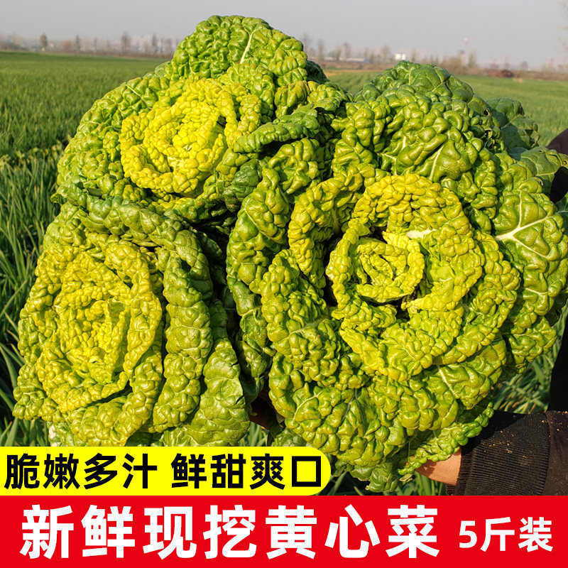 河南新鲜霜打黄心菜露天种植黄心乌塌菜小白菜火锅蔬菜5斤装