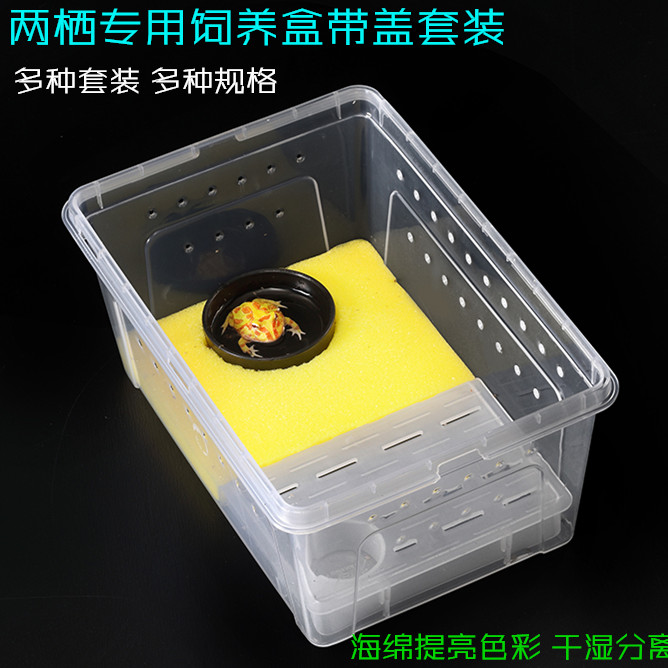 新款角蛙专用饲养盒带海绵角蛙饲养盒套装黄金绿角蛙饲养盒包邮