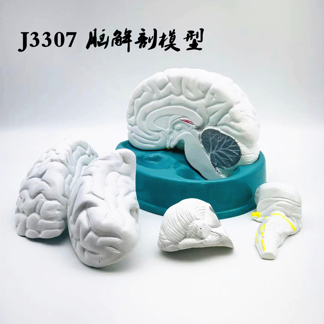 脑解剖模型 自然大 医用拼装人体大脑结构 半球 教学生物实验器材图片