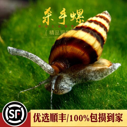 杀手螺热带观赏除淡水蜗牛活体宠物刺客螺水草缸工具大黄蜂钻纹螺